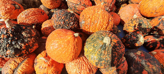 Panoramic image. Many decorative pumpkins in the market