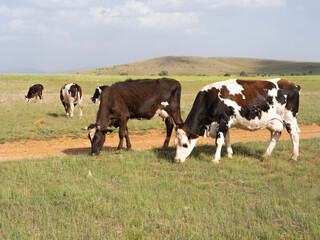 Grazing cows, group or herd of grazing cows. Livestock photo of cattle eating green grass in summer day, hills and blue sky background. Copy space. Simmental and Holstein mammal animals.