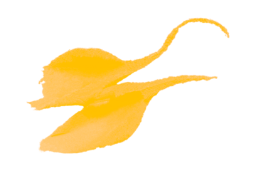 Yellow clay stain isolated on transparent background.