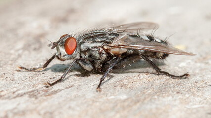 close up of a fly