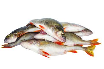 Pile of bass fish isolated on white background.