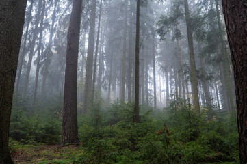 Autumn mist in forest with tall trees