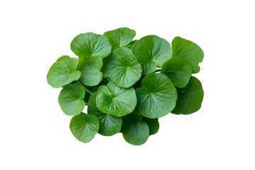 Cica leaf isolated on white, promoting calmness for sensitive skin types