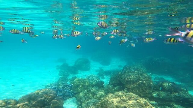 coral reef with fish 