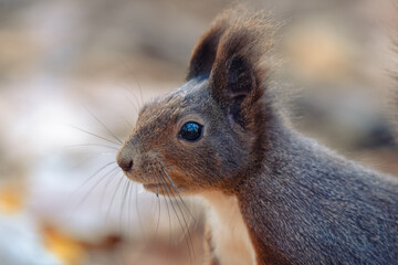 Close-up Side View of a Squirrel's Head with Blurred Background (sciurus vulgaris)