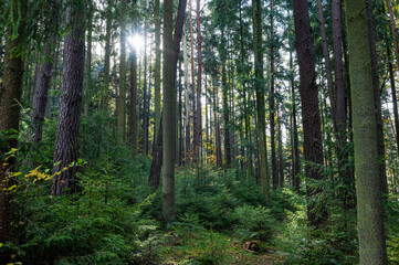 Sunlit Autumn Forest with Fresh Greenery and Pleasant Atmosphere