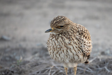 spotted thick knee
