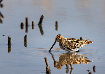 African Snipe