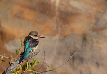 Brown hooded kingfisher