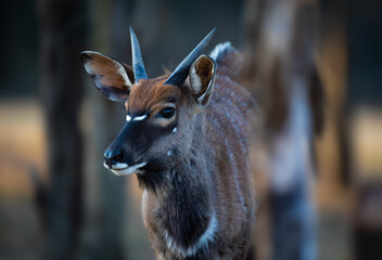 Young Nyala bull