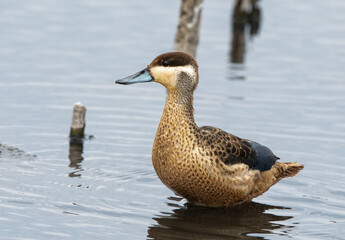 Blue billed teal