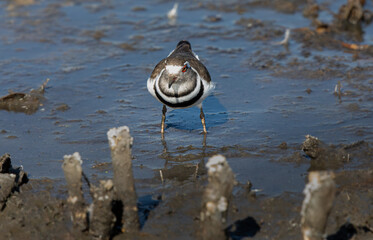Three banded Plover