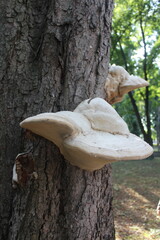 mushroom on tree