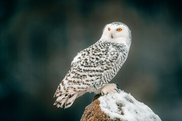 Snowy Owl with Striking Yellow Eyes Sitting on Snow-Covered Rock in Winter Forest (Bubo scandiacus)