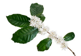 Fragrant coffee flowers with leaves,  isolated on white background with clipping path 