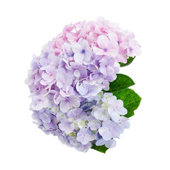 Hydrangea flower, Hydrangea macrophylla, isolated on white background, with clipping path 