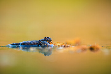 Fire-bellied toad on water surface in forest pond during spring (Bombina bombina)