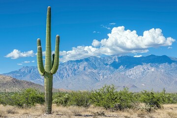 Tall Saguaro Cactus in Front of Mountains and a Blue Sky