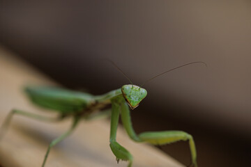 Bolt-eyed mantis that looks  Green mantis insect macro photo