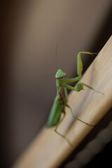 A praying mantis insect stares into the camera Green mantis insect macro photo
