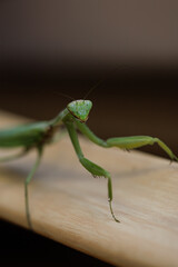 A mantis crawls on a wooden surface Green mantis insect macro photo