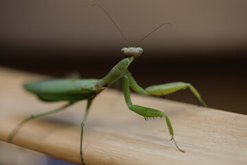 The mantis that's crawling has turned its head back. Green mantis insect macro photo