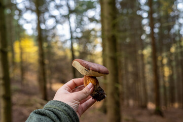 Hand Holding a Bolete Mushroom in an Autumn Forest, First-Person View