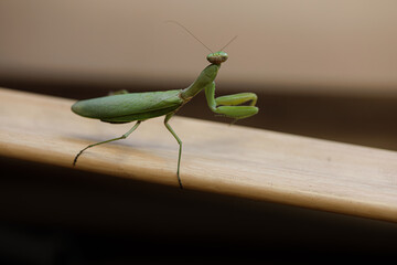A green giant praying mantis  Green mantis insect macro photo