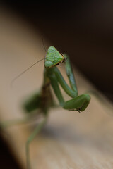 Mantis turns his head to the side and stares.  Green mantis insect macro photo