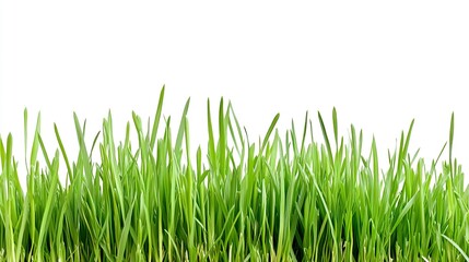 Obraz premium A long green grass field with no other objects in the image