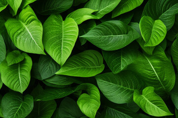 Lush green leaves of various shapes create a vibrant natural tapestry in a dense environment