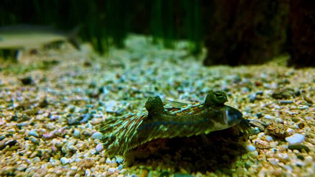 Closeup Of Flounder Fish Underwater In Aquarium Tank.
