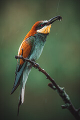 Wet European Bee-eater (Merops apiaster) with a Bumblebee in Its Beak Perched on a Branch in the Rain