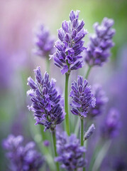 Obraz premium Lavender Stems with Soft Pastel Blur