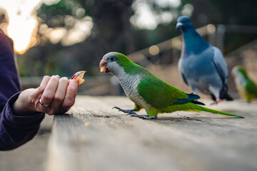 Wild Monk Parakeet (Myiopsitta monachus) Being Fed by Hand in Barcelona
