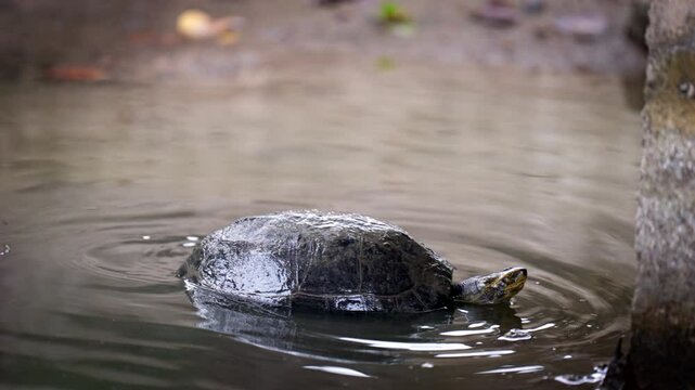 In his pond, tortoise is king, you see, living life slow, calm, and free