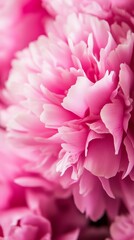 Close-up of vibrant pink peony petals