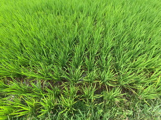 close-up of a young rice tree