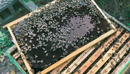 Close-up view of bees working on the brood cells of a hive