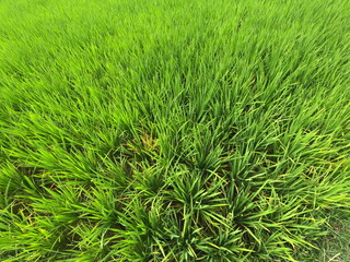 Fototapeta premium close-up of a young rice tree