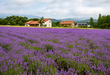 Goseong-gun, Gangwon-do, South Korea - June 21, 2020: Pink lavender flowers at Hani Lavender Farm © JinChang