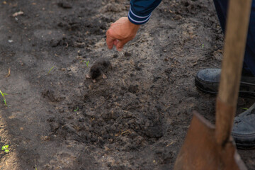 Dead mole in the garden. Selective focus.