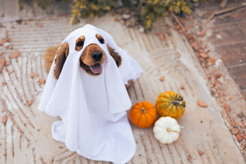 A dog dressed as a ghost with pumpkins during a cheerful autumn celebration