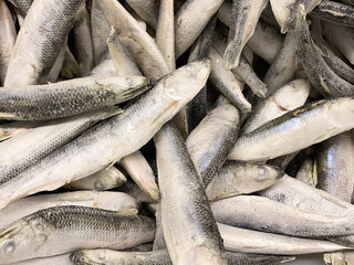 Obraz premium Lots of freshly frozen sprat herring top view.