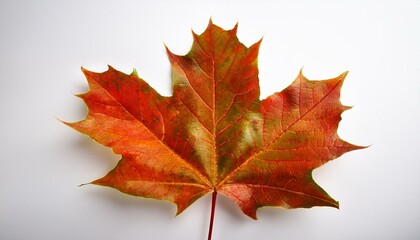 Fototapeta premium red maple leaf