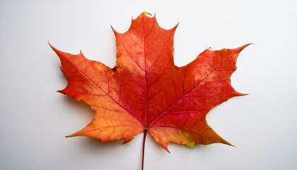 red maple leaf