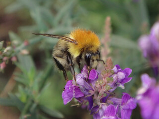 The common carder bee (Bombus pascuorum) feeding on purple toadflax flowers