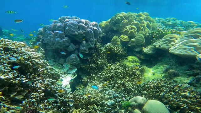 coral reef with fish thailand