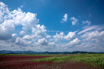 Red color East Asian Seepweed on wetland of Suncheonman Bay near Waon Beach, Suncheon-si, South Korea