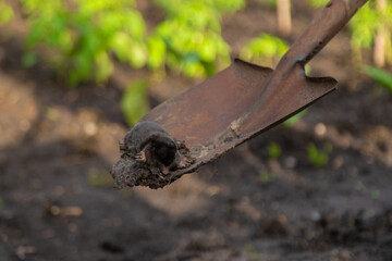Dead mole in the garden. Selective focus.
